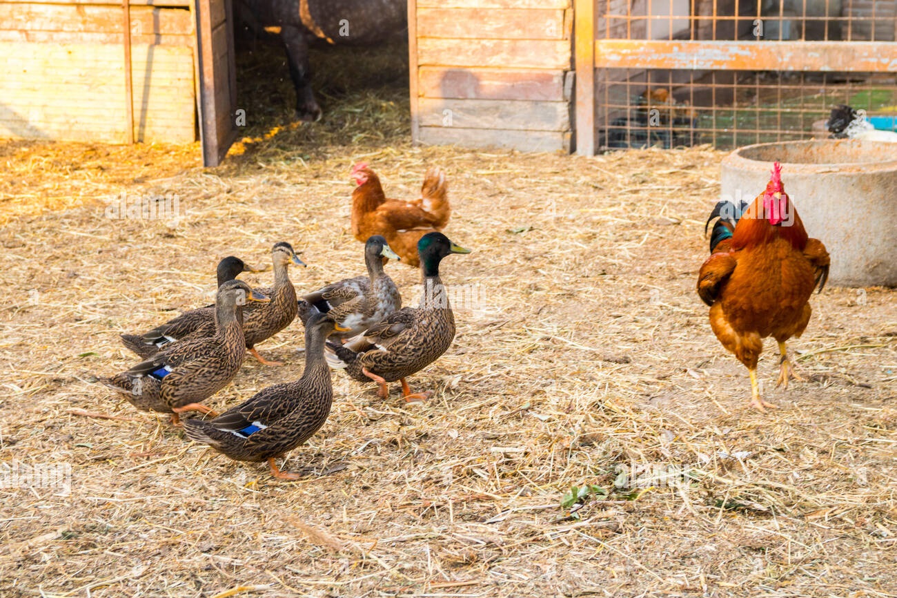 patos pollos gallinas aves de corral corral de pluma la granja el concepto de agricultura pato pollo gallina animales de granja concepto rural italia pweja7